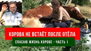 Корова не встаёт после отёла - спасаю жизнь корове, часть 1