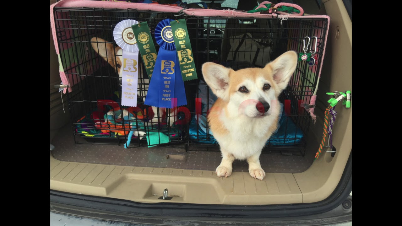 Pippa Bell County Kennel Club Agility Trial on April 6 7, 2019 YouTube