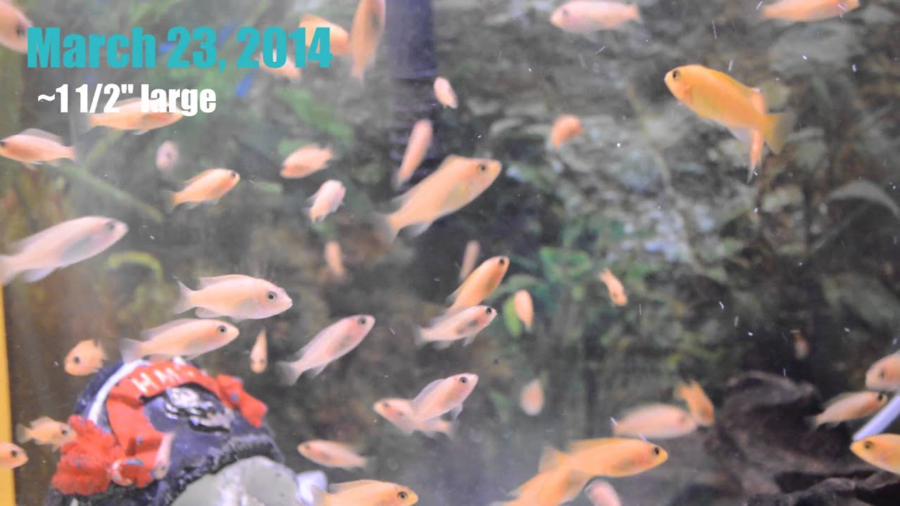 Red Zebra Cichlid Fry Growth in 3 Months - YouTube