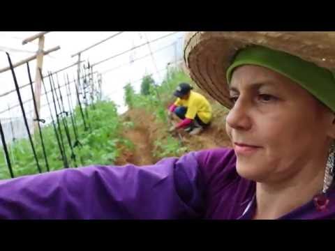 Colombia: huerta urbana une a comunidad de Medellín que vive en medio de la violencia - Colombia: huerta urbana une a comunidad de Medellín que vive en medio de la violencia