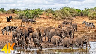 4K 60FPS African Animals: Hwange National Park  Amazing African Wildlife Footage with Real Sounds