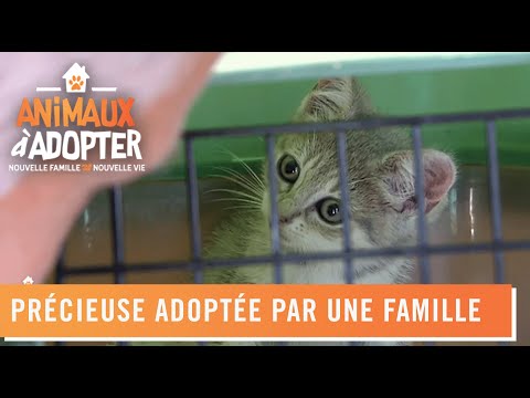 Vidéo: 5 des histoires d'adoption d'animaux les plus mignonnes de 2016