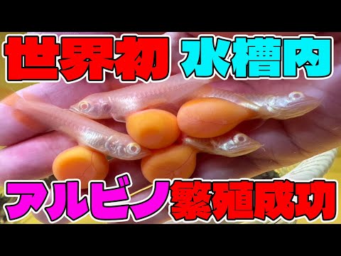 世界初！水槽内4匹のアルビノアロワナ繁殖に成功したその後！必見！