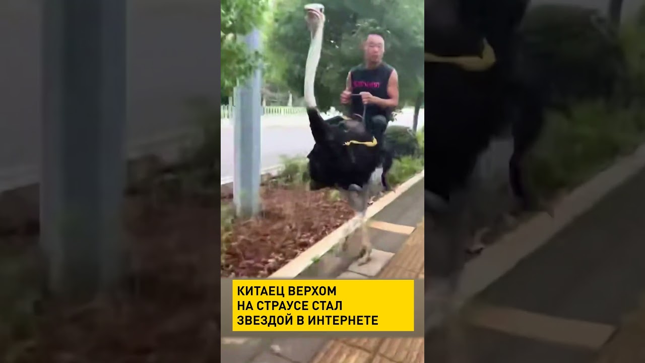 Китаец ездит на страусе по городу!