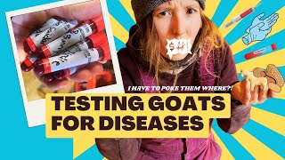 DRAWING BLOOD FOR DISEASE TESTING IN GOATS - how to take samples at home and what supplies you need