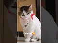 Cute cat cat cutebaby catlover catfan