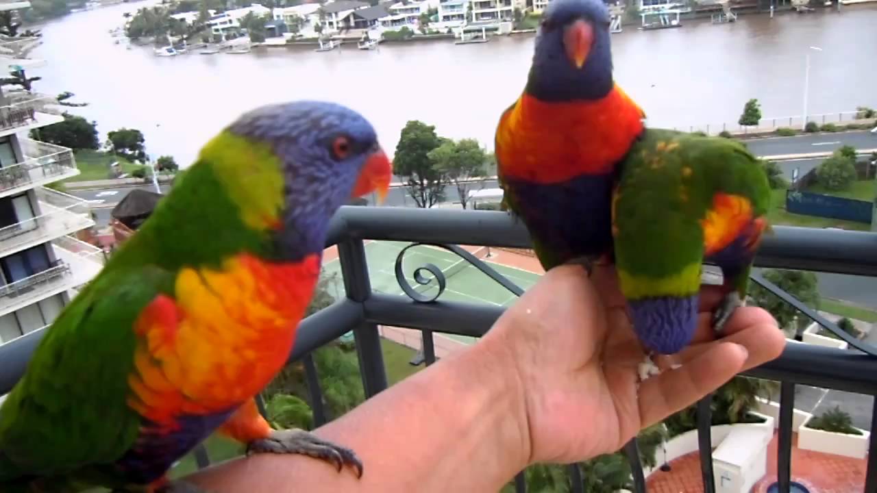 野鳥のレインボーロリキートが我が家のベランダに 11 In Gold Coast Dscn6906 Youtube