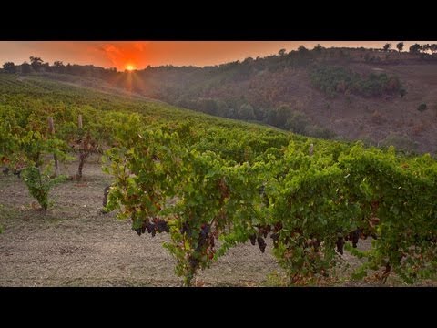 communist Terredora 2013 - Vini di qualità elevata