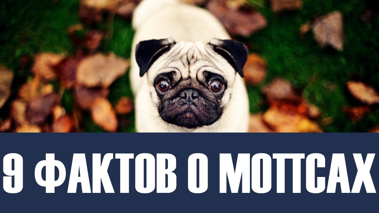 Уход за мопсами