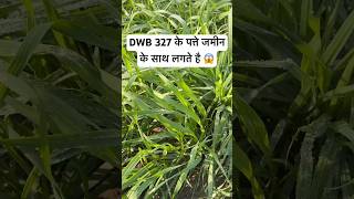 Famous 👉DBW 327 गेहूं सबसे अलग ?😱 Profile