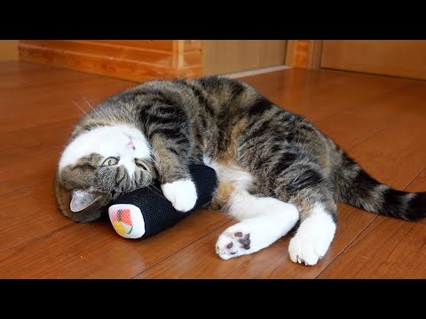 恵方巻で荒ぶるねこ。-Cats gets excited with sushi rolls.-