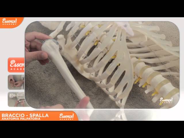 MCB – Anatomia palpatoria zona superiore (parte 2)