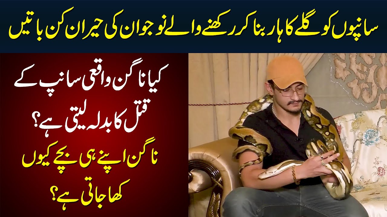 This Man Loves Keeping Snakes As Pets | Watch How Many Pythons He Has Imported