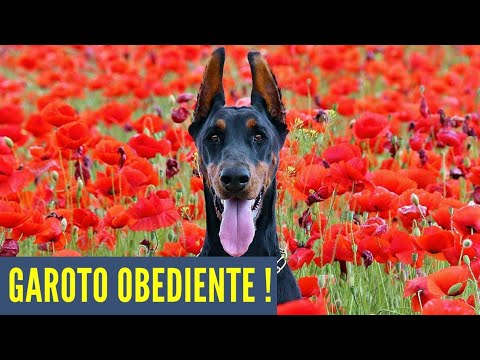 Vídeo: As 10 raças de cães menos obedientes