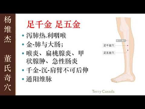 足千金 泻肺热，治肩痛 | 杨维杰 董氏奇穴 143 | Master Tung Acupuncture Points