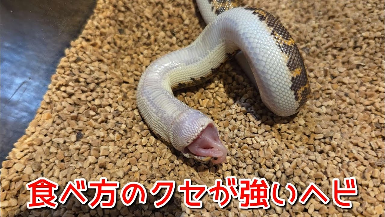I'm a beginner at keeping snakes, and it's been seven months since