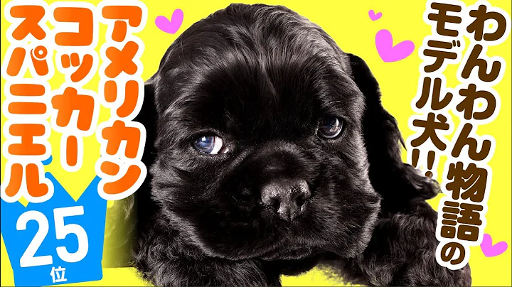 25th American Cocker Spaniel ｜ TOP100 Cute dog breed video - DayDayNews