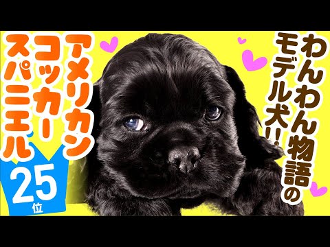 25th American Cocker Spaniel ｜ TOP100 Cute dog breed video