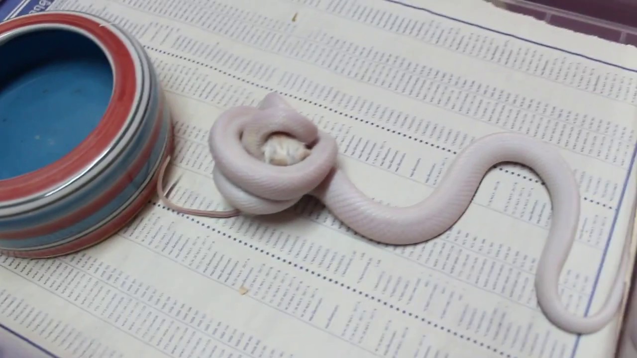 animal and man งู Corn snake Blizzard (ตัวเล็ก) กินหนูแช่ !! [ Seventeen Farm ]