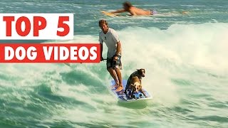 Top 5 Amazing Dogs Compilation || March 25 2016