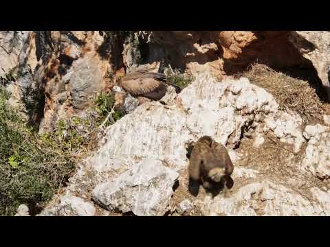 Griffon Vulture (Gyps