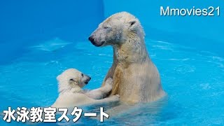 【ホッキョクグマ】ララの水泳教室始まる〜Swimming school start,Polar Bears