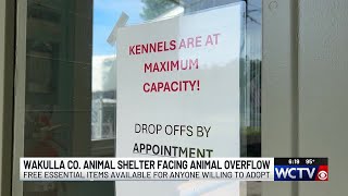 Wakulla County Animal Service over capacity, hosts adoption event June 28