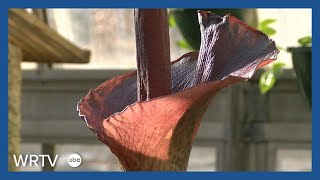 Foul flower blooms at Indiana University