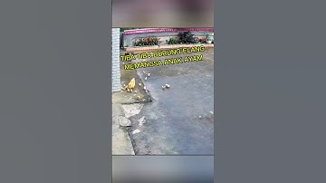 Detik Detik Elang Memangsa Anak Ayam