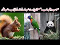 Wild life of punjab punjab animals and birdswildlifewildanimals