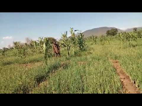 Video: Wadudu Na Magonjwa Ya Vitunguu Na Vitunguu