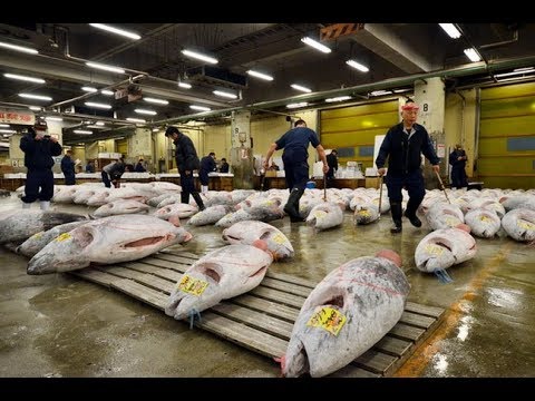 ตลาด ปลา ญี่ปุ่น  Update 2022  สารคดี ตอน ตลาดปลาซึกิจิ ตลาดปลาใหญ่ที่สุดในโลก ของโตเกียว