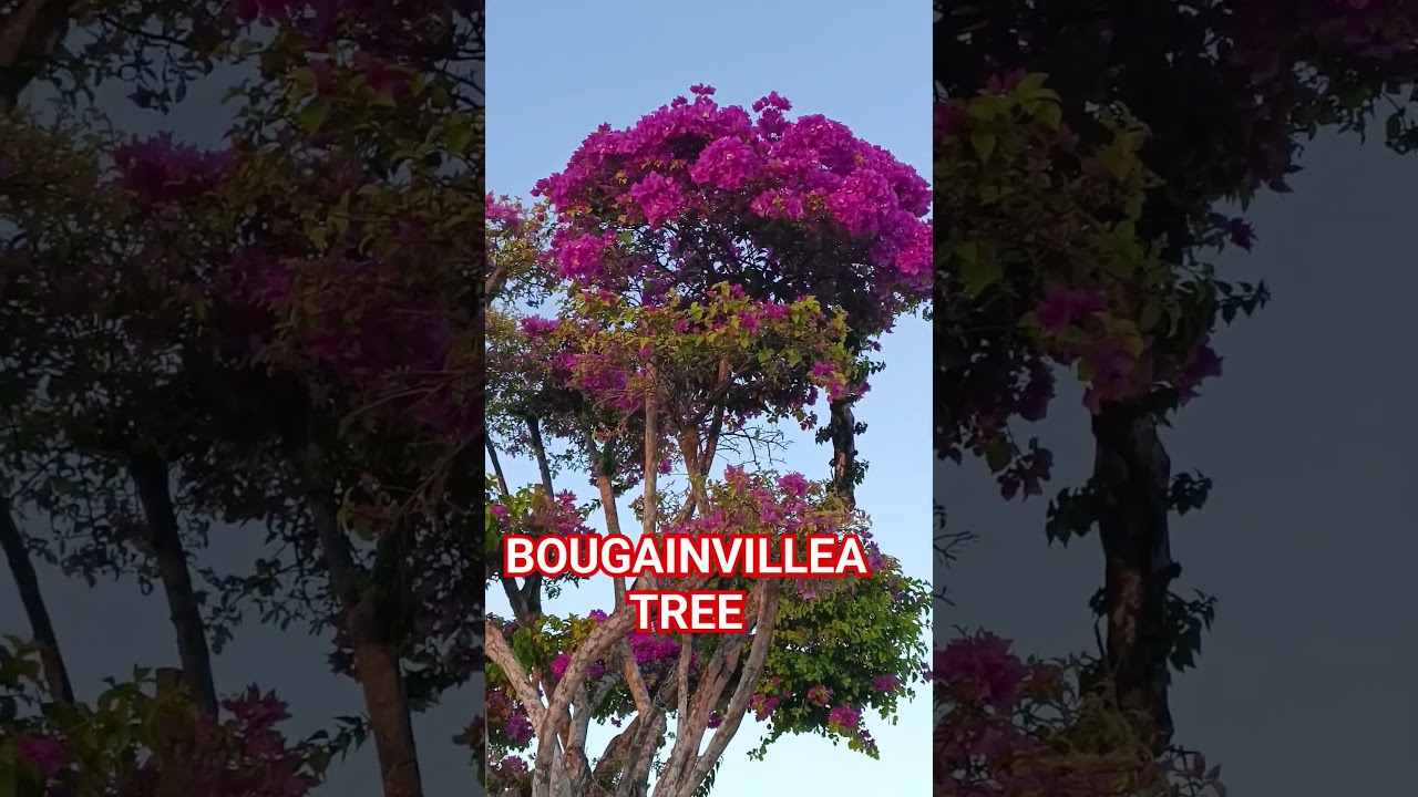 GIANT BOUGAINVILLEA AT MERAKI GARDEN.N 