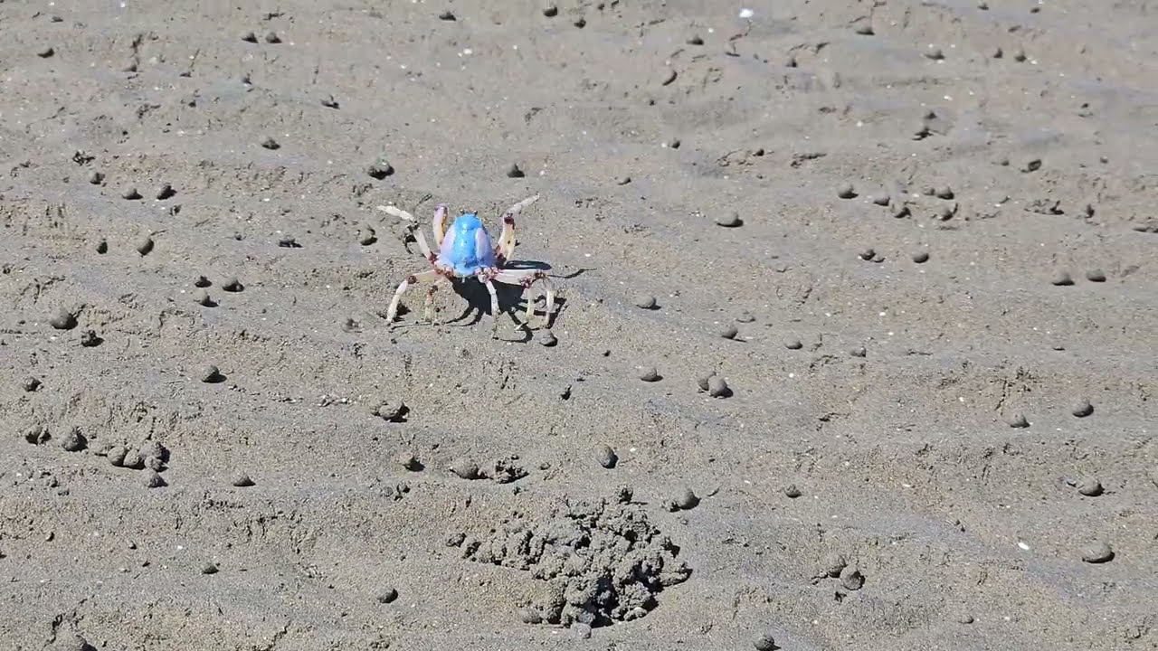 20240124_Sandgate-Brighton  Foreshore