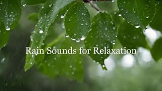 Ambient Sounds for Relaxation |   Calming Music and Ambient Rain Sounds for Relaxation