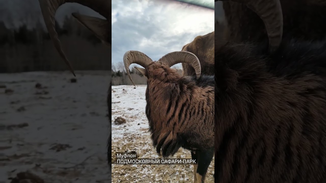 Муфлоны являются прародителями обычных домашних овец. 