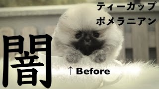 ティーカップポメラニアンの実態!!うちのこ、実は◯◯だった…。。