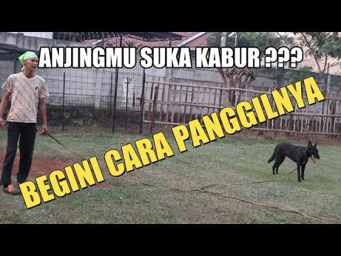 Video: Cara Mengoreksi Seekor Anjing yang Tidak Datang Ketika Dipanggil