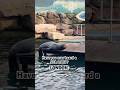 @chessington #london #familyfun #shorts #animals #animalshorts #sealions #weekend