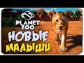Новые малыши в сафари-зоопарке! - Planet Zoo