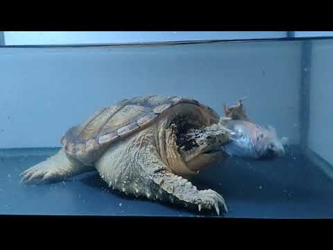  Live Feeding Common Snapping Turtle (CST)