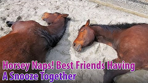 Stable Horse Training Youtube