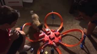 Hercules the Chihuahua chasing matchbox cars by C zapien 155 views 7 years ago 50 seconds