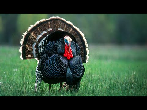 1 Hour Merriam Turkey Hunts | Spring Thunder | Merriam Turkey Hunts