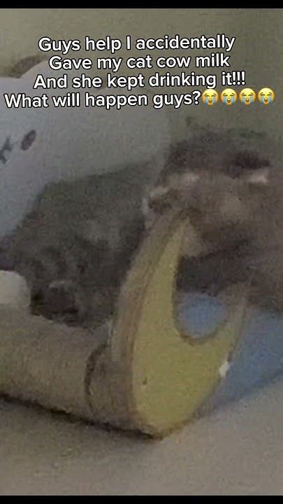 guys-help-i-accidentally-gave-my-cat-cow-milk-and-she-kept-drinking-it