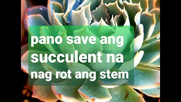 #19 HOW TO SAVE A SUCCULENT FROM ROT Tagalog