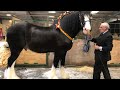 The National Shire Horse Show 2019 Stafford