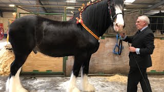 The National Shire Horse Show 2019 Stafford