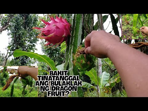 Video: Kailan Namumulaklak ang Dragon Fruit - Mga Dahilan Kung Walang Bulaklak sa Dragon Fruit Cactus