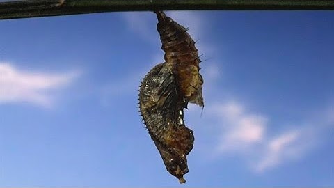 Spectacular Footage of a Butterfly Leaving Its Cocoon